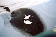423920576 Estonia, swans in frozen lake
